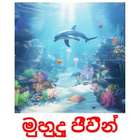 මුහුදු ජීවීන් picture flashcards