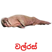 වල්රස් picture flashcards