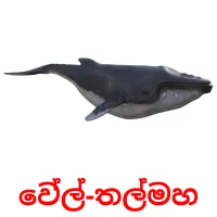 වේල්-තල්මහ picture flashcards