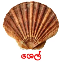 ශෙල් picture flashcards