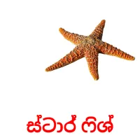 ස්ටාර් ෆිශ් picture flashcards