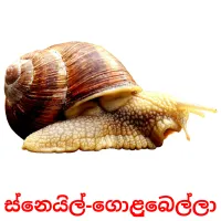 ස්නෙයිල්-ගොළුබෙල්ලා picture flashcards