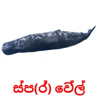 ස්ප(ර්) වේල් picture flashcards