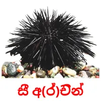 සී අ(ර්)චින් picture flashcards