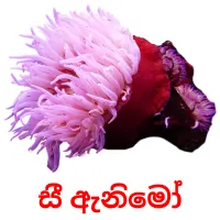 සී ඇනිමෝ picture flashcards