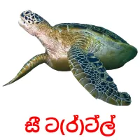 සී ට(ර්)ට්ල් picture flashcards