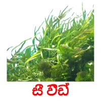 සී වීඩ් picture flashcards