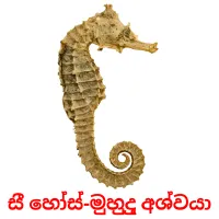 සී හෝස්-මුහුදු අශ්වයා picture flashcards