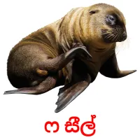 ෆ සීල් picture flashcards