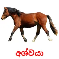 අශ්වයා cartes flash