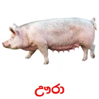 ඌරා cartes flash