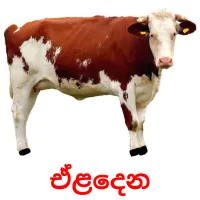 ඒළදෙන cartes flash