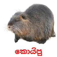 කොයිපු cartes flash