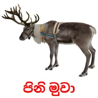 පිනි මුවා cartes flash