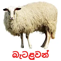 බැටළුවන් cartes flash