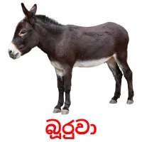 බූරුවා cartes flash