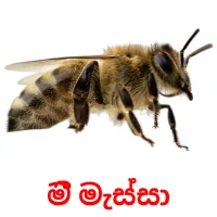 මී මැස්සා cartes flash