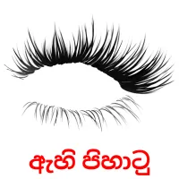 ඇහි පිහාටු picture flashcards