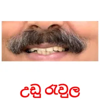 උඩු රැවුල picture flashcards