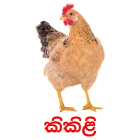 කිකිළි flashcards illustrate