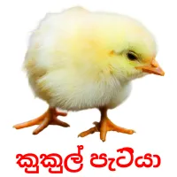 කුකුල් පැටියා flashcards illustrate