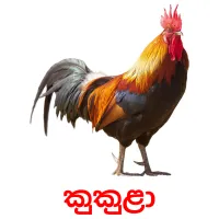 කුකුළා flashcards illustrate