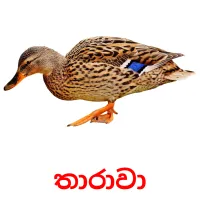 තාරාවා flashcards illustrate