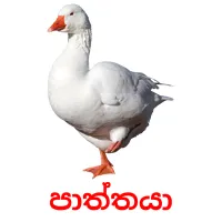 පාත්තයා flashcards illustrate