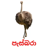 පැස්බරා flashcards illustrate