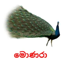 මොණරා flashcards illustrate