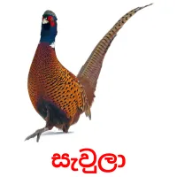 සැවුලා flashcards illustrate