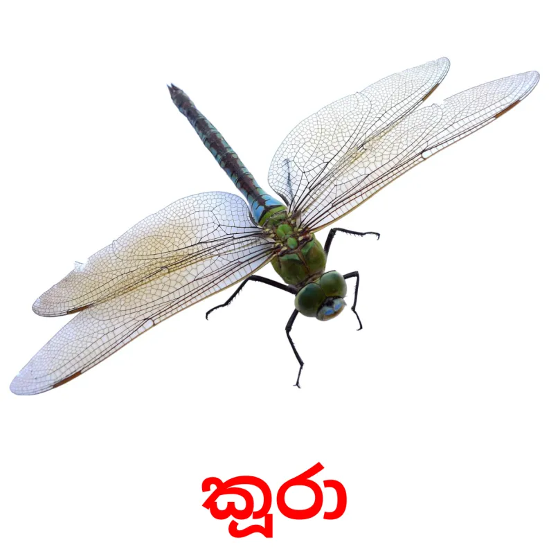 23 FREE Insects Flashcards PDF Sinhala Words