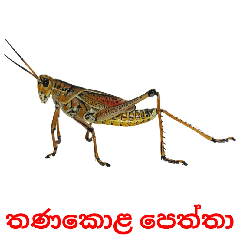 23 FREE Insects Flashcards PDF Sinhala Words