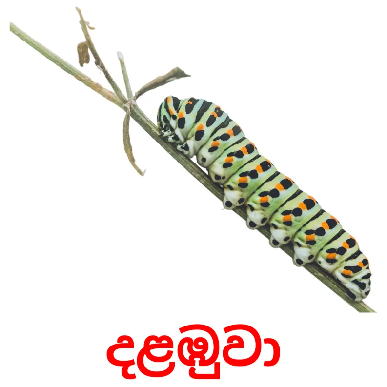 23 FREE Insects Flashcards PDF Sinhala Words