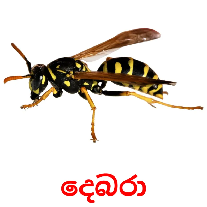 23 FREE Insects Flashcards PDF Sinhala Words