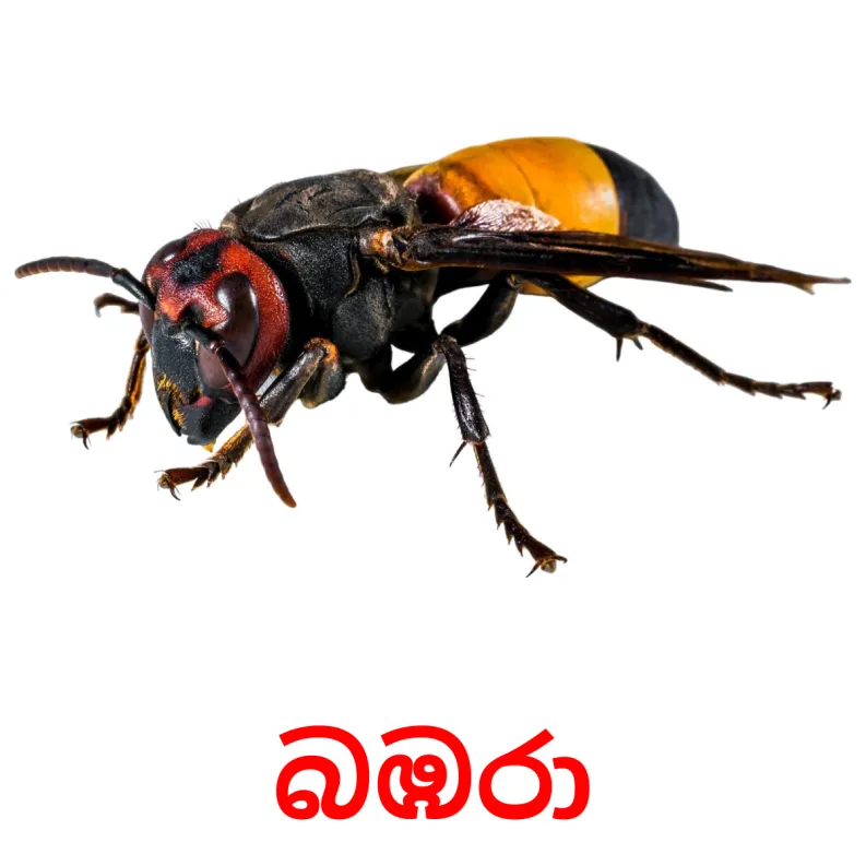 23 FREE Insects Flashcards PDF Sinhala Words