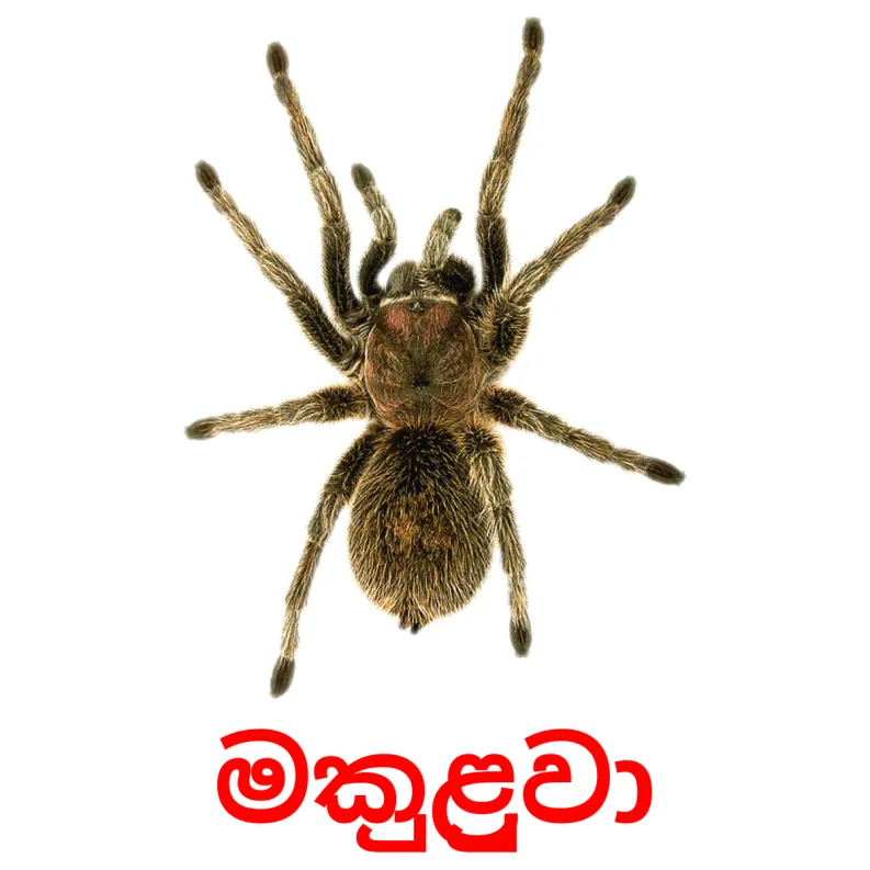 23 FREE Insects Flashcards PDF Sinhala Words