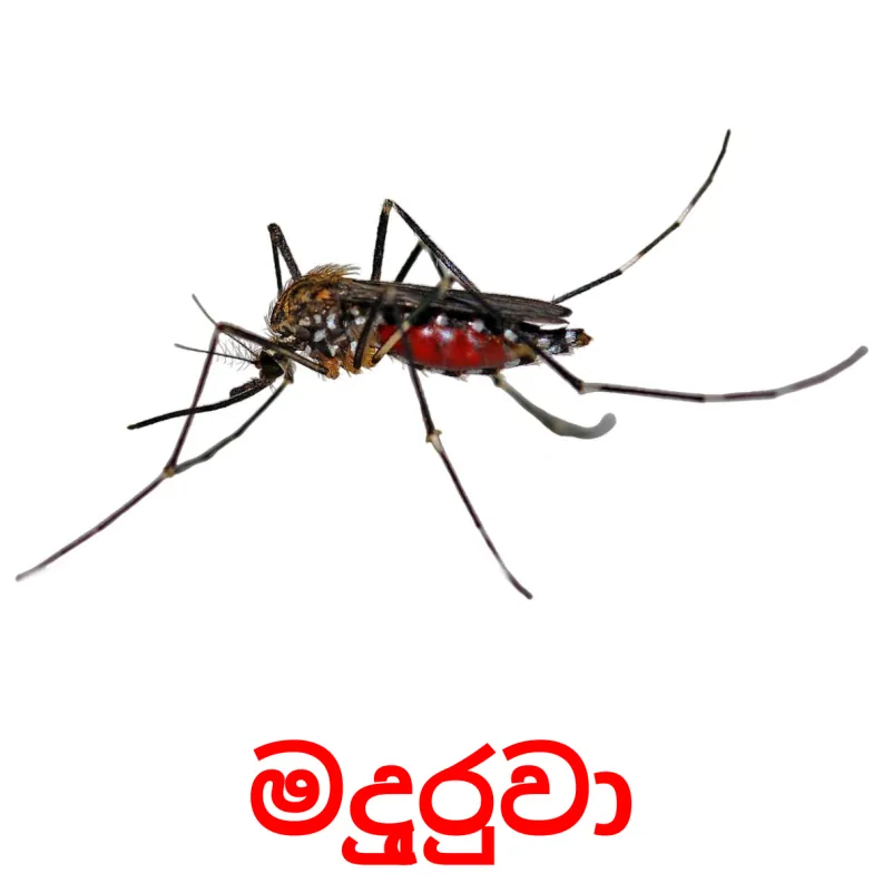 23 FREE Insects Flashcards PDF Sinhala Words