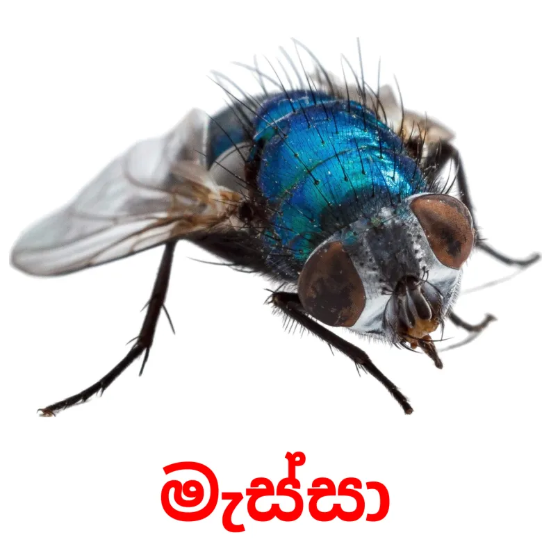 23 FREE Insects Flashcards PDF Sinhala Words