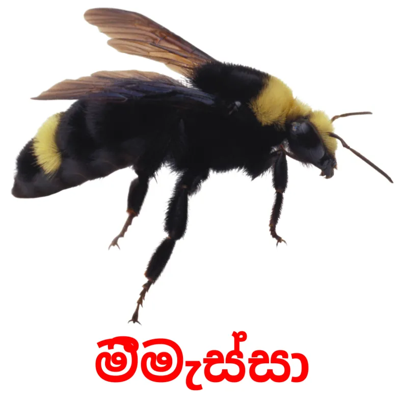 23 FREE Insects Flashcards PDF Sinhala Words