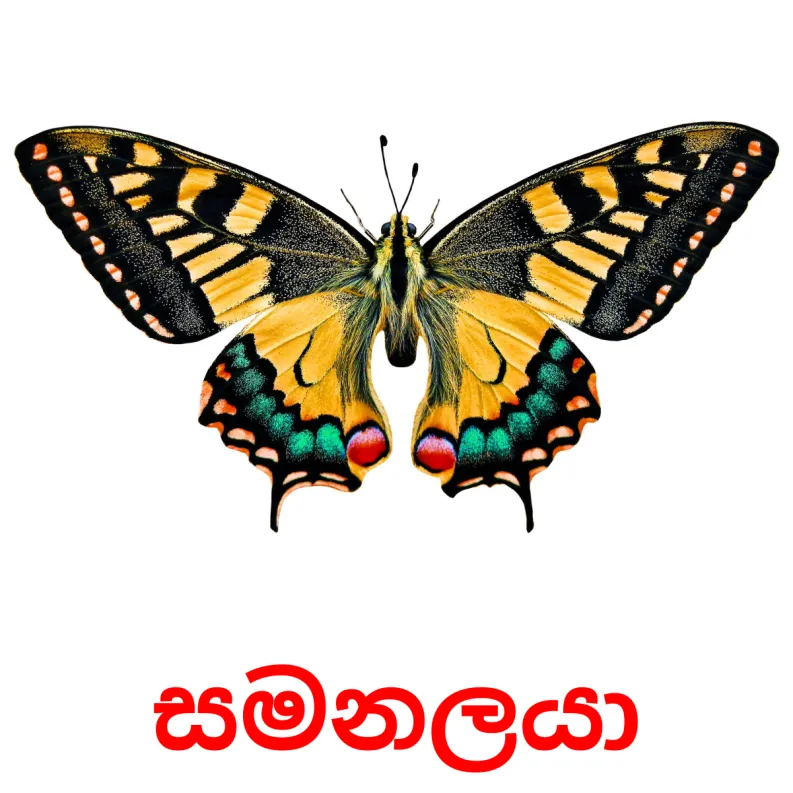 23 FREE Insects Flashcards PDF Sinhala Words