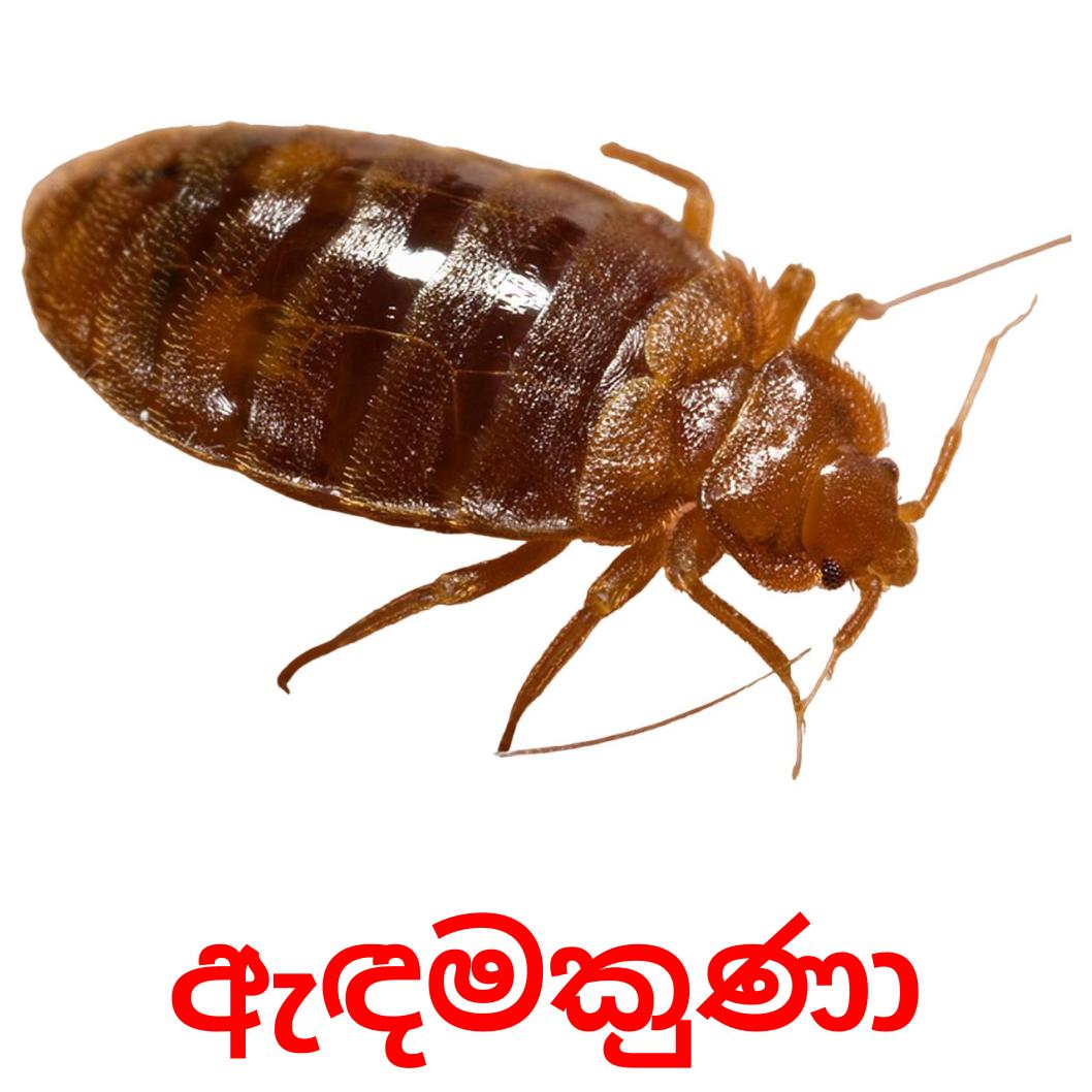 23 FREE Insects Flashcards | PDF | Sinhala Words