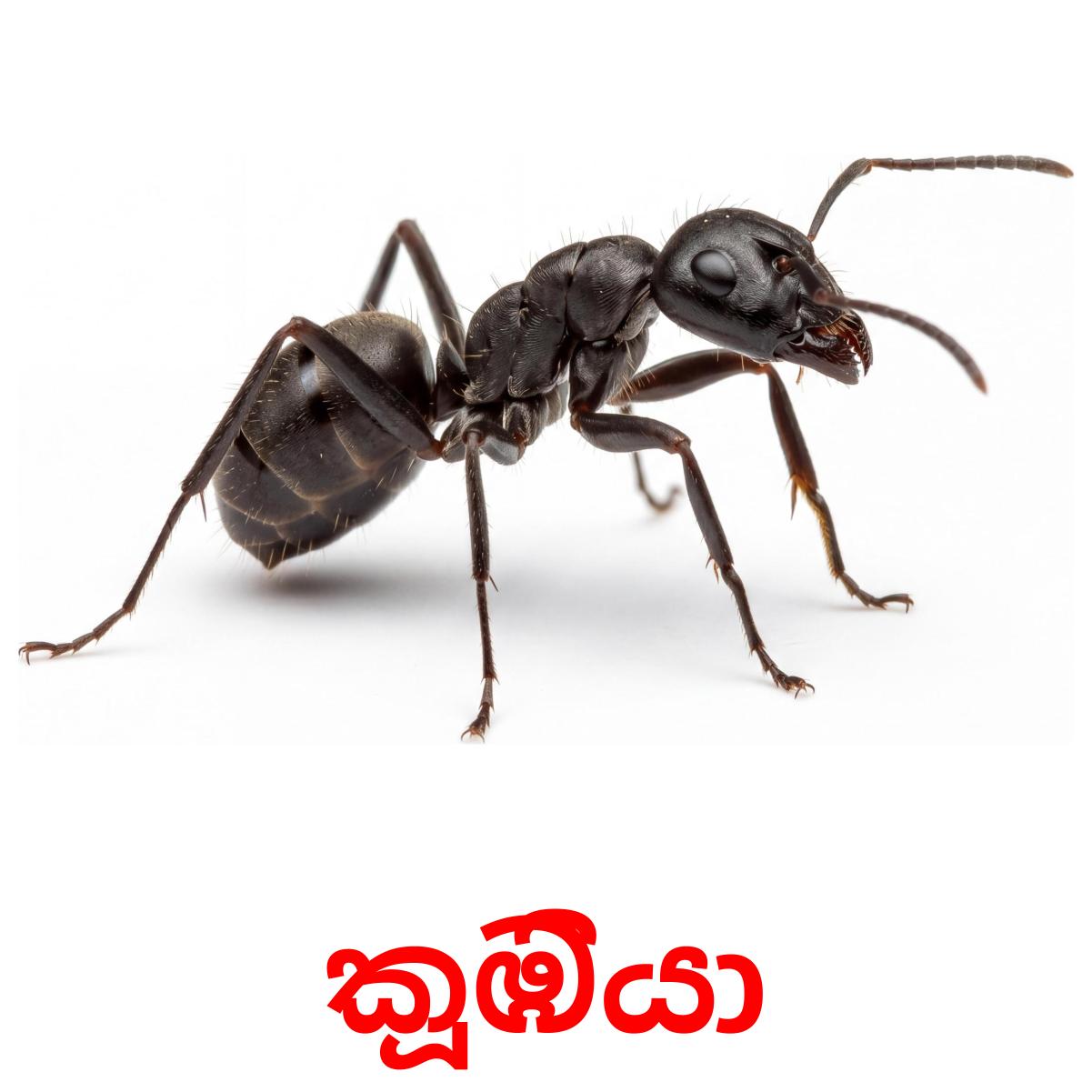 Shichida Insect 24 Printable Insects Flashcards in Sinhala (Free PDF)
