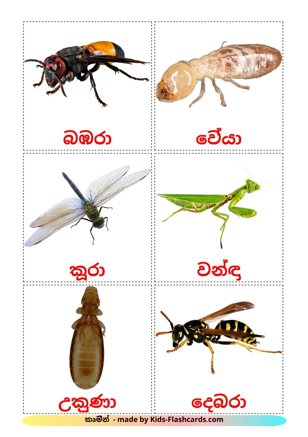 Les Insectes - 23 Flashcards cinghalais imprimables gratuitement