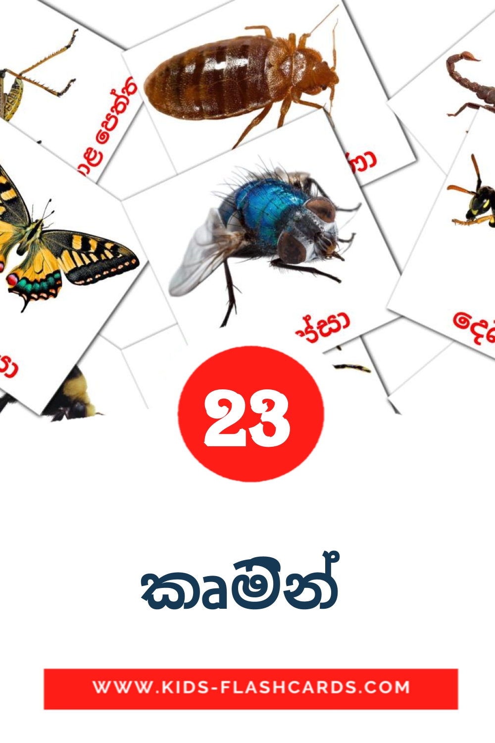 23 cartes illustrées de කෘමින්  pour la maternelle en cinghalais