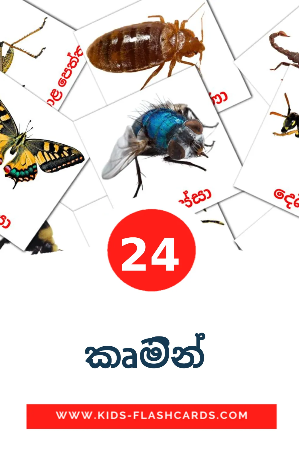 24 කෘමින්  fotokaarten voor kleuters in het sinhala