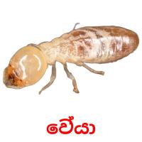 23 FREE Insects Flashcards | PDF | Sinhala Words