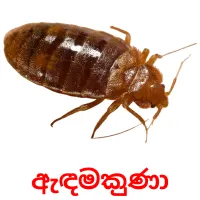 ඇඳමකුණා ansichtkaarten