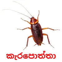 කැරපොත්තා ansichtkaarten