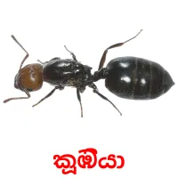 කූඹියා ansichtkaarten